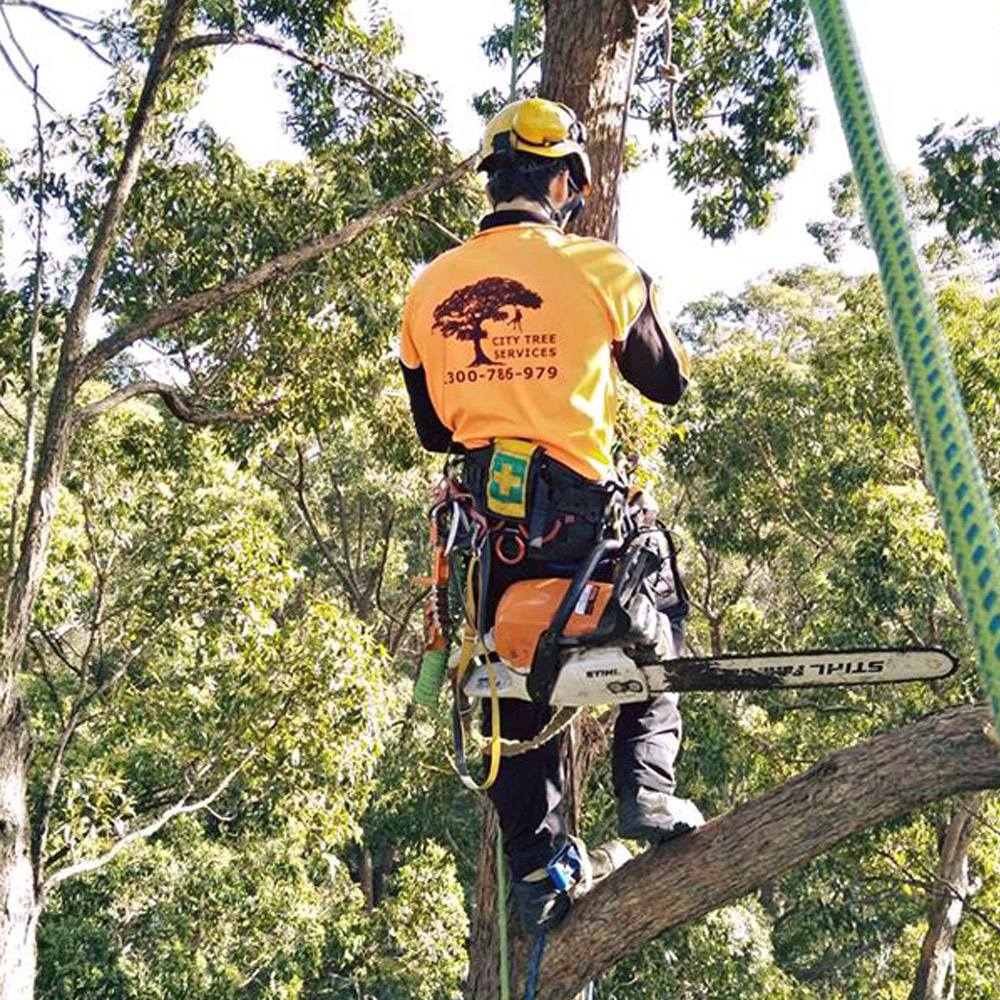 City Tree Services